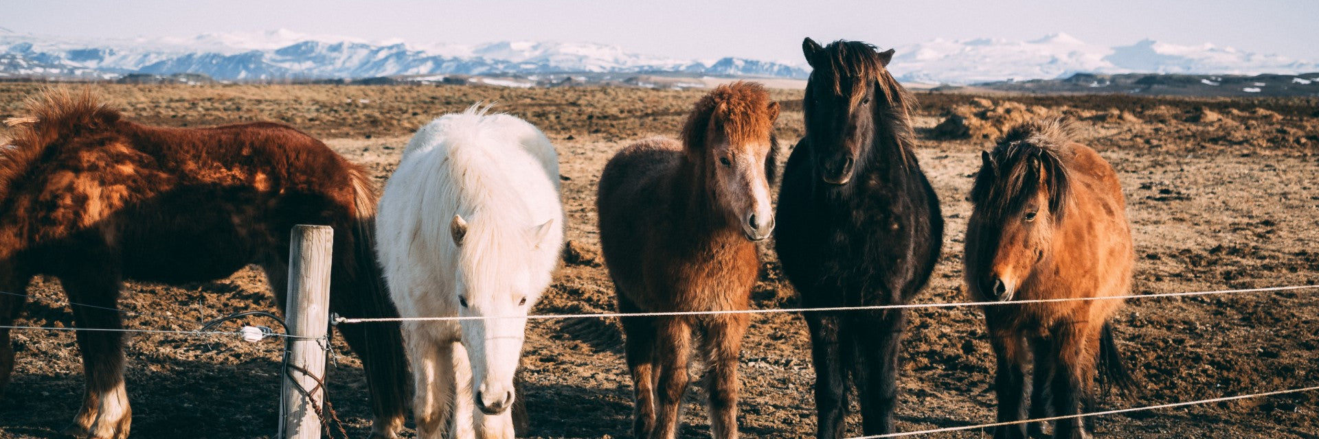 Pferde auf einer Weide